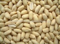 PEANUT BEADED PEANUT KERNEL