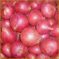 Fresh Red onion