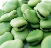 Broad Bean