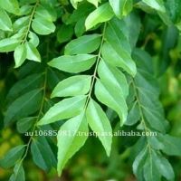 Curry Leaves