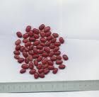 Small Red Bean