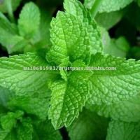 Pudina (mint Leaves)