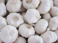 Normal White Garlic