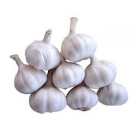 Normal White Garlic