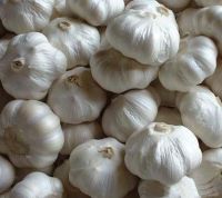 Normal White Garlic