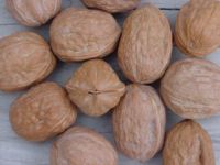 walnut kernel