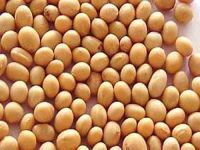 Non-gmo protein soybean