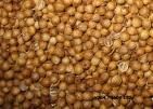 Coriander Seeds Spices