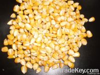 Maize | Maize Exporter | Corn Grain Seller | Maize Buyer | Bulk Maize Grain Importer | Corn bean Buyer | Corn bean Wholesaler | Corn Grain Manufacturer | Best Quality Corn Grain | Cheap Maize Supplier | Low Price Corn | Yellow Corn | White Cron | Baby Mai