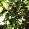 Black Currant Extract Powder (Ribes Nigrum)