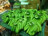 Premium Grade A Fresh and Green Cavendish Bananas