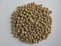 Roasted Soybeans