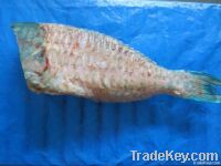 Frozen Parrotfish