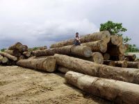 Logs For Sales for Export and domestic market