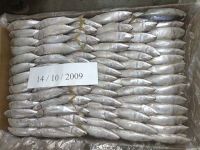 frozen indan mackerel 16/20 origin from yemen