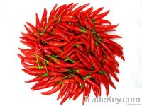 Red Chilli