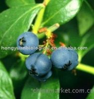 Bilberry Extract (Proanthocyanidins 5%-70%, Anthocyanidins 5%-25%)