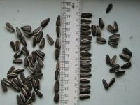 New Crop Sunflower Seeds Suppliers | Sunflower Seed Exporters, | Sunflower Black Seed  | Striped Black Seed | Flowers Seed | Sunflower Kernels