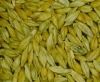 Soft Milling Wheat 12.5% and 11.5% Ukraine Origin