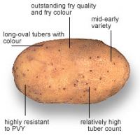 Organic Potatoe