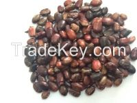 Ethiopian castor seeds