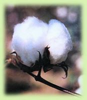 Cotton Raw