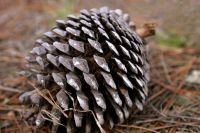 Pines cone