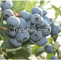 organic high quality fresh blueberry