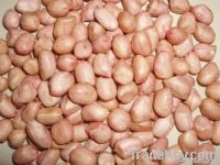 PEANUT SUPPLIERS FROM INDIA