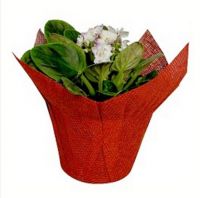 Plastic Flower Pot Cover / Flower Wrapping Sleeves