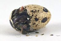 hatching quail  egg