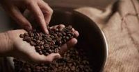 Export Standard High Quality Java Robusta Coffee Beans