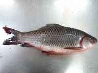 Rohu Frozen fish