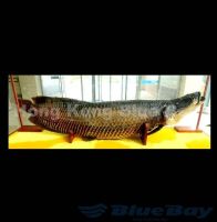 Arapaima