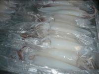 FROZEN SQUID WHOLE CLEANED