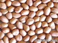 PEANUT KERNEL, RAW PEANUTS