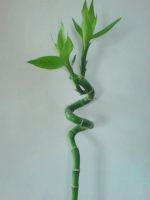 spiral lucky bamboo, Dracaena sanderiana