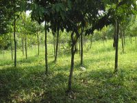 Agarwood Trees