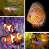 ornamental fish