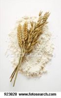 Wheat Flour Supplier| Wheat Flour Exporter | Wheat Flour Manufacturer | Wheat Flour Trader | Wheat Flour Buyer | Wheat Flour Importers | Import Wheat Flour