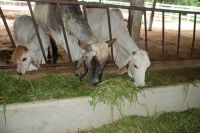 Napier Grass Silage and Hay