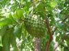 Soursop