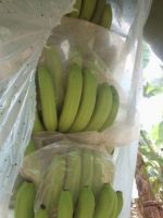 Fresh Cavendish Banana - Philippines