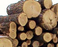 We SELL Wood, Plank, Logs, Timber& more.