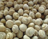 new crop frozen champignons with compatative price