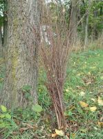 Birch Bunches