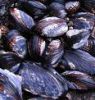 Wild British Columbia Blue Mussels