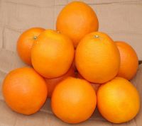 navel orange