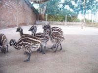 emu chicks