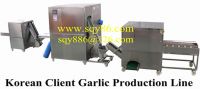 Korean client garlic production line